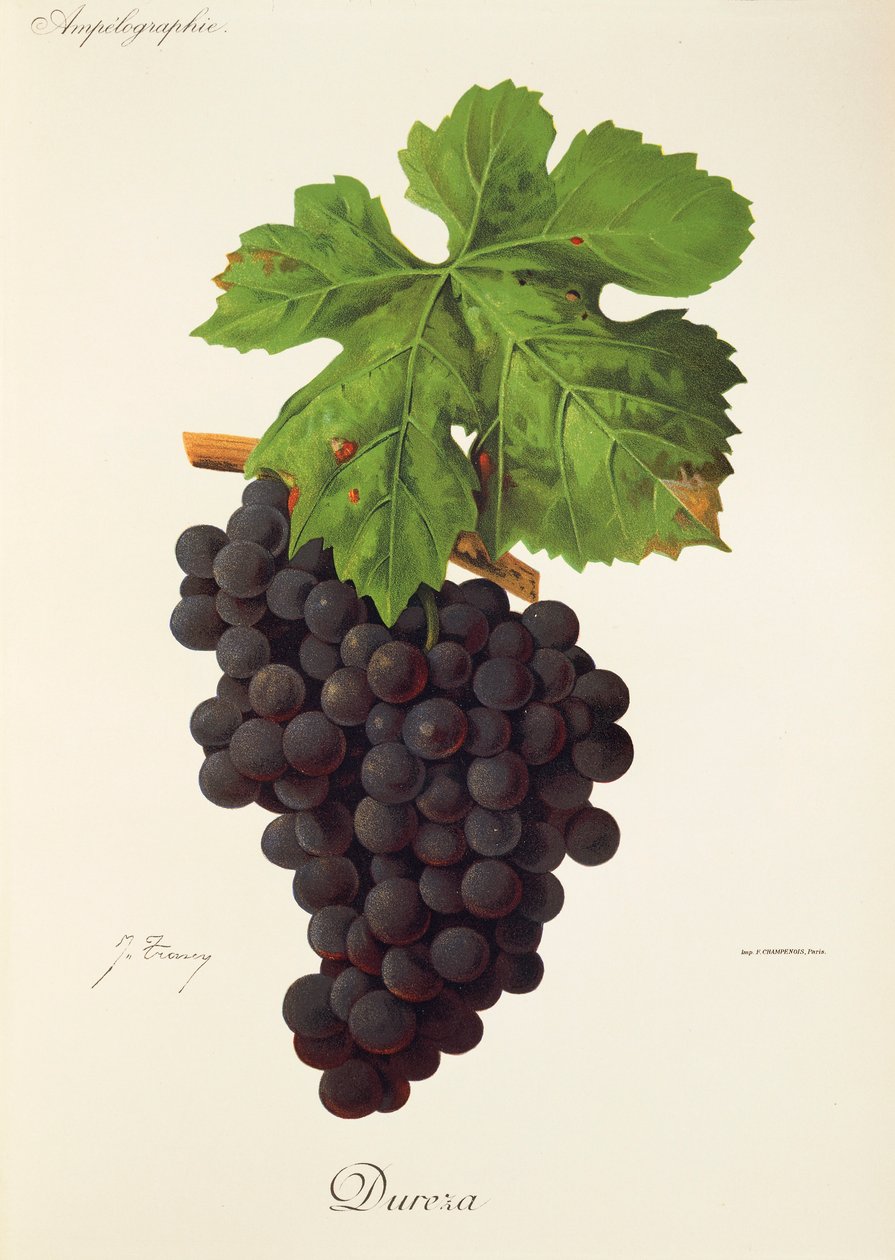Dureza druva av J. Troncy av Jules Troncy