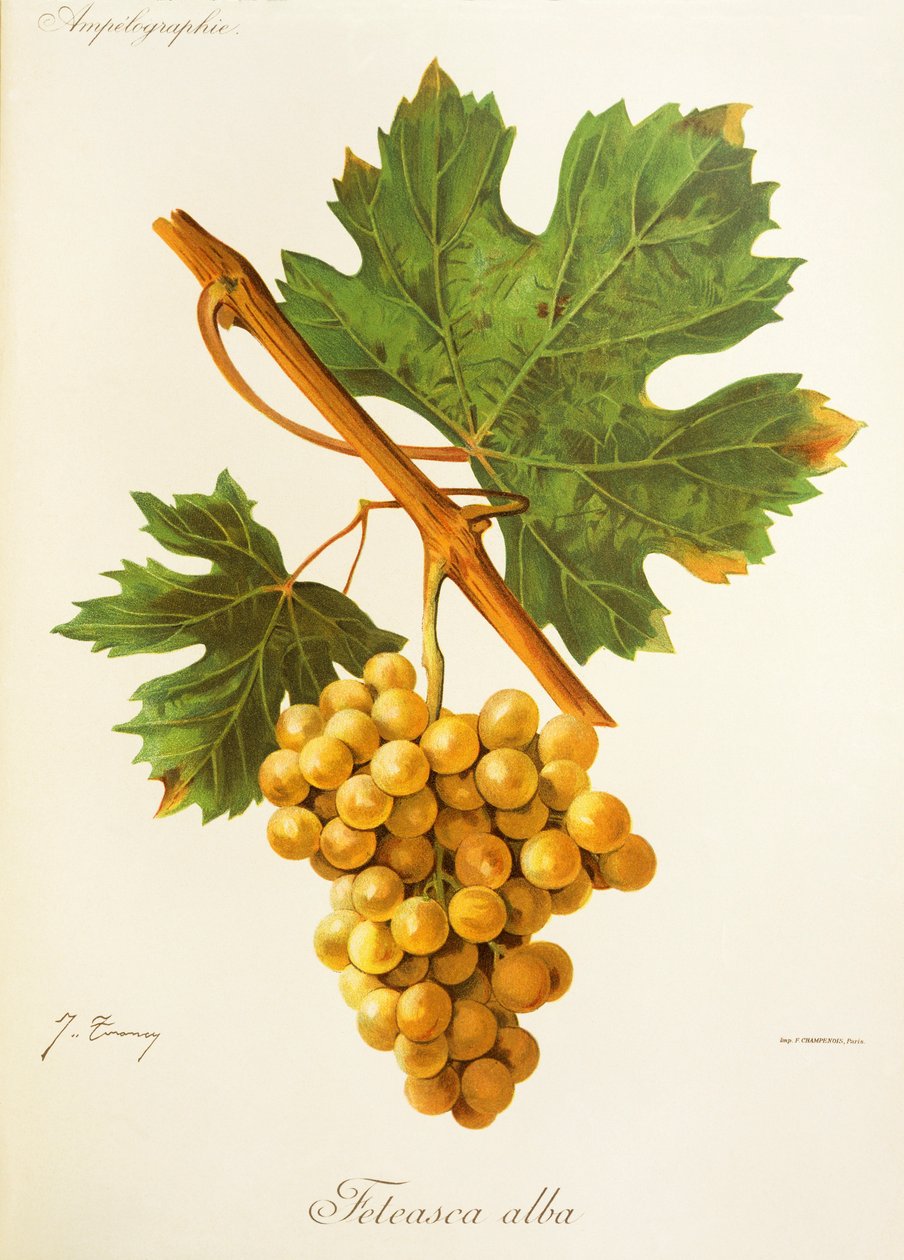 Feteasca Alba druva av J. Troncy av Jules Troncy
