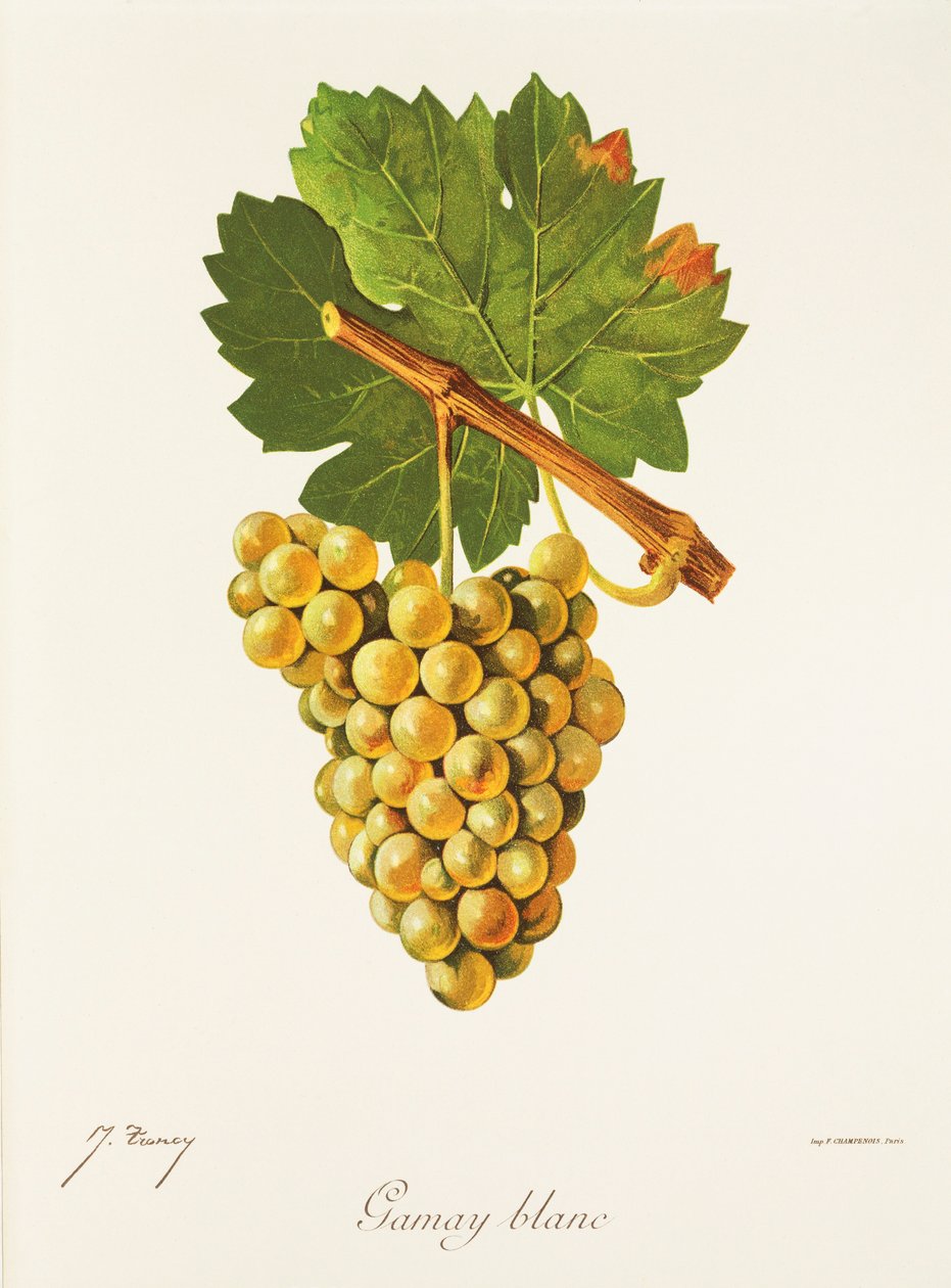 Gamay Blanc druva av J. Troncy av Jules Troncy