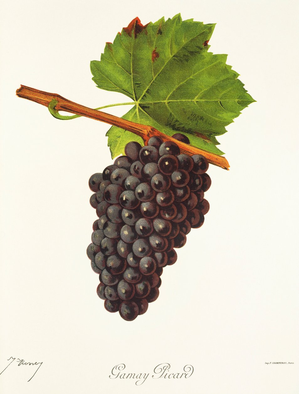 Gamay Picard-druva av J. Troncy av Jules Troncy