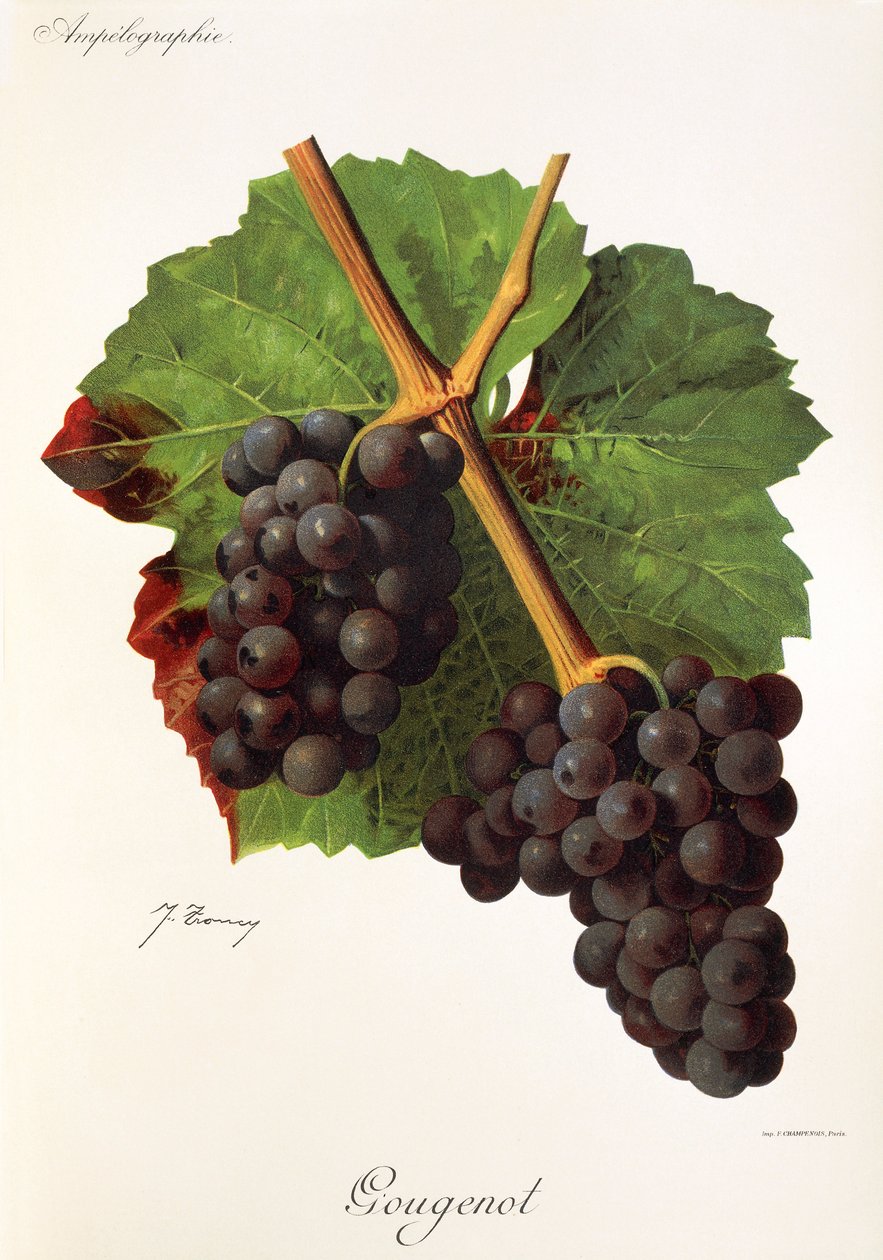 Gougenot druva av J. Troncy av Jules Troncy
