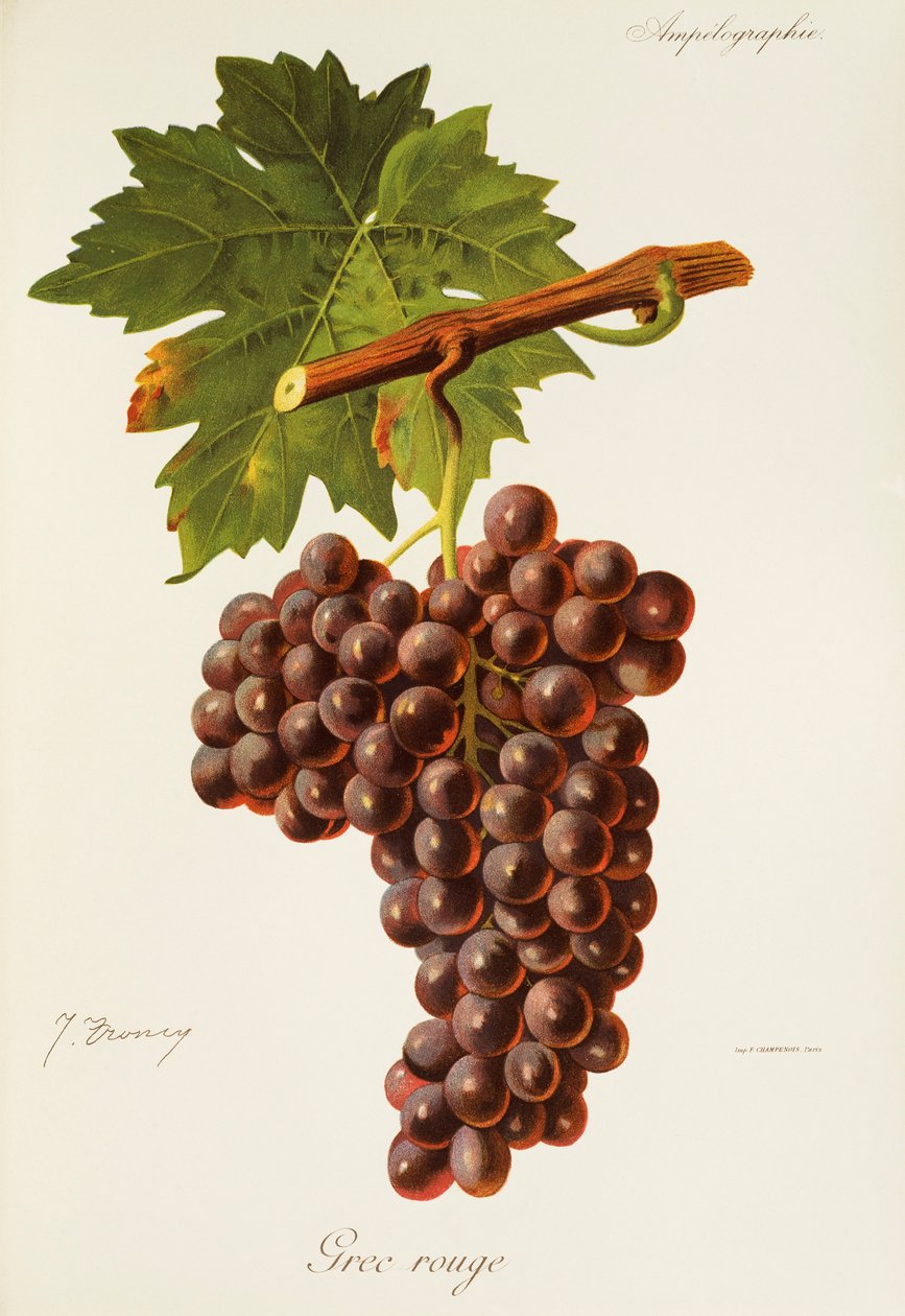 Grec Rouge druva av J. Troncy av Jules Troncy