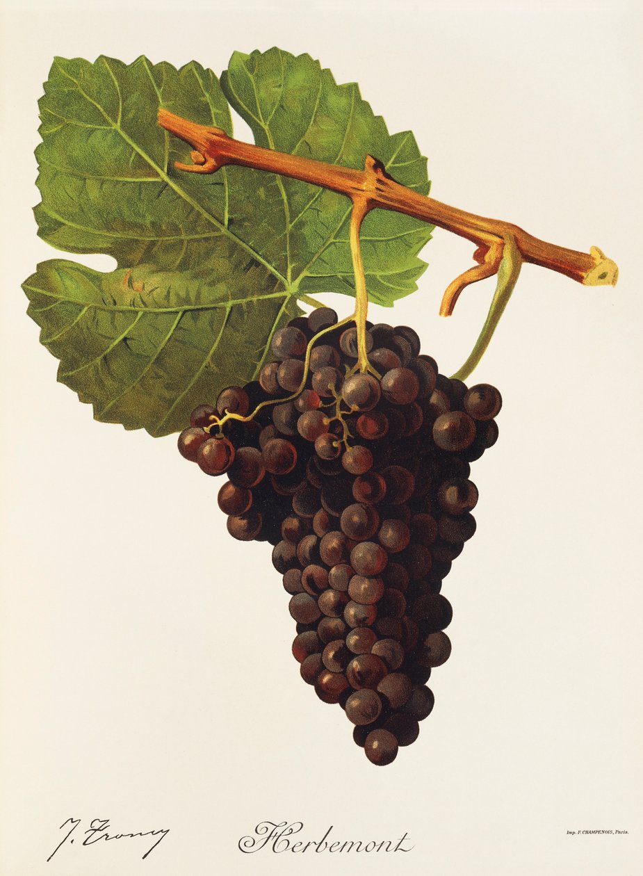 Herbemont-druva av J. Troncy av Jules Troncy