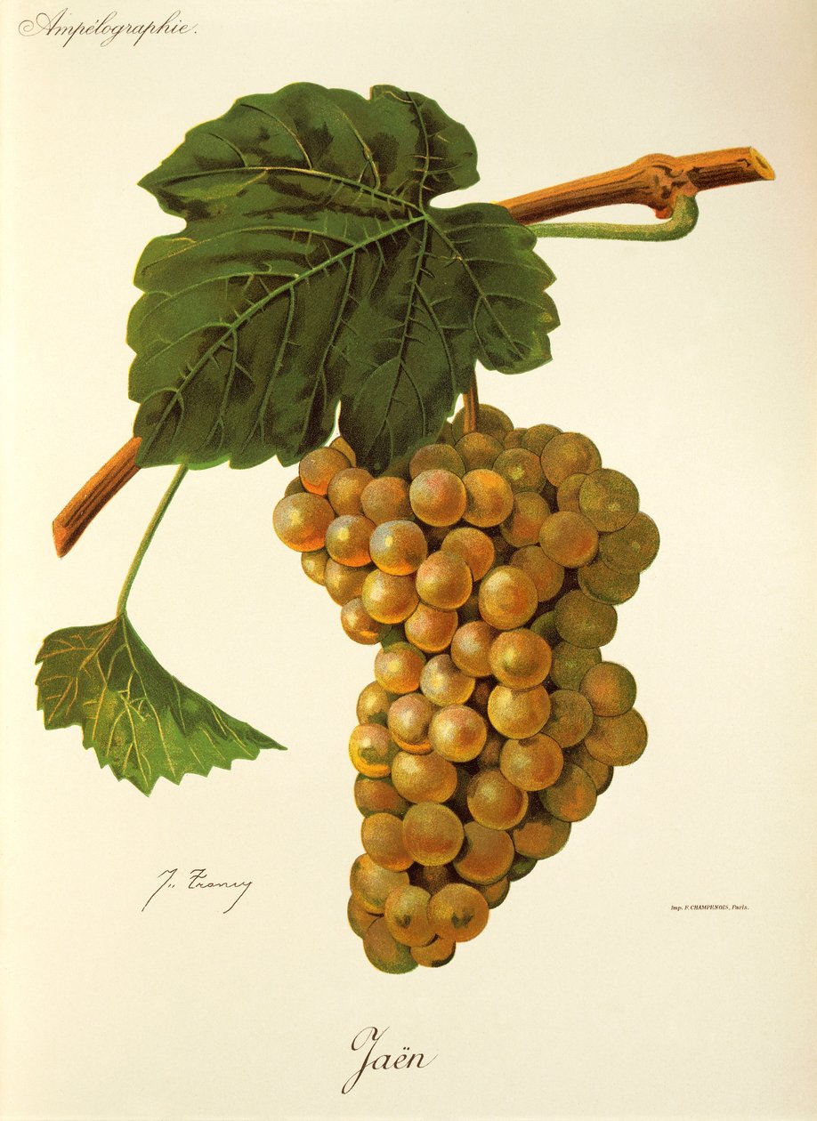 Jaen druva av J. Troncy av Jules Troncy