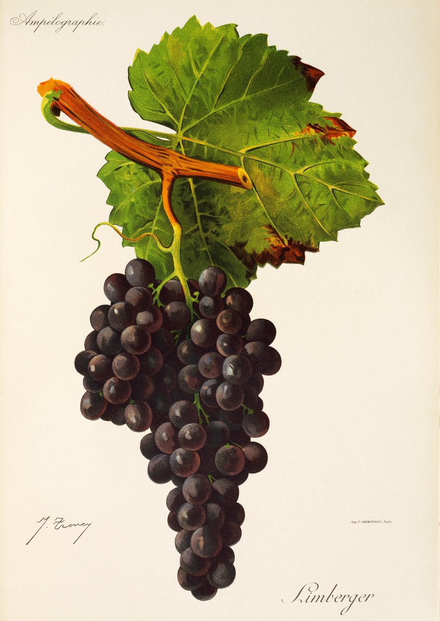 Limberger druva av J. Trncy av Jules Troncy