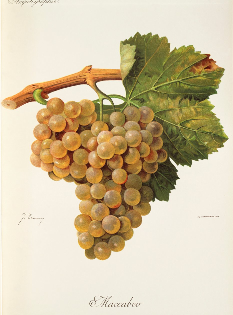 Maccabeo druva av J. Troncy av Jules Troncy
