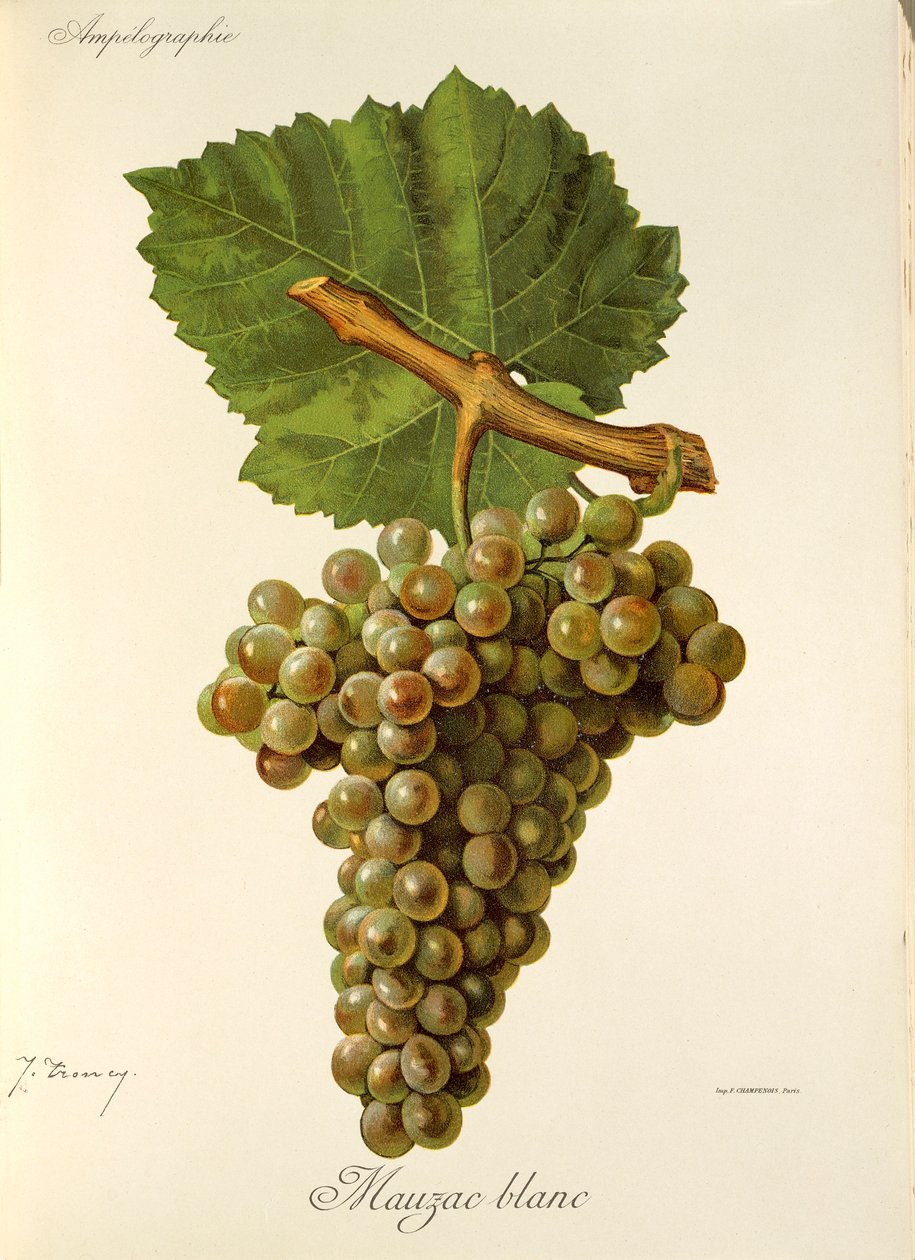 Mauzac Blanc druva av J. Troncy av Jules Troncy