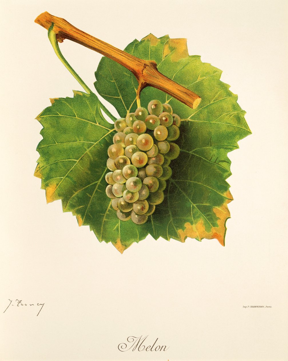 Melondruva av J. Troncy av Jules Troncy