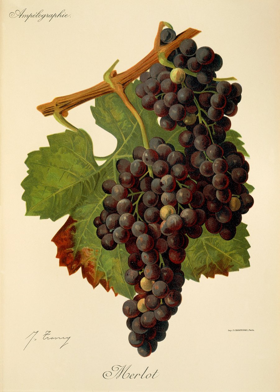 Merlotdruva av J. Troncy av Jules Troncy