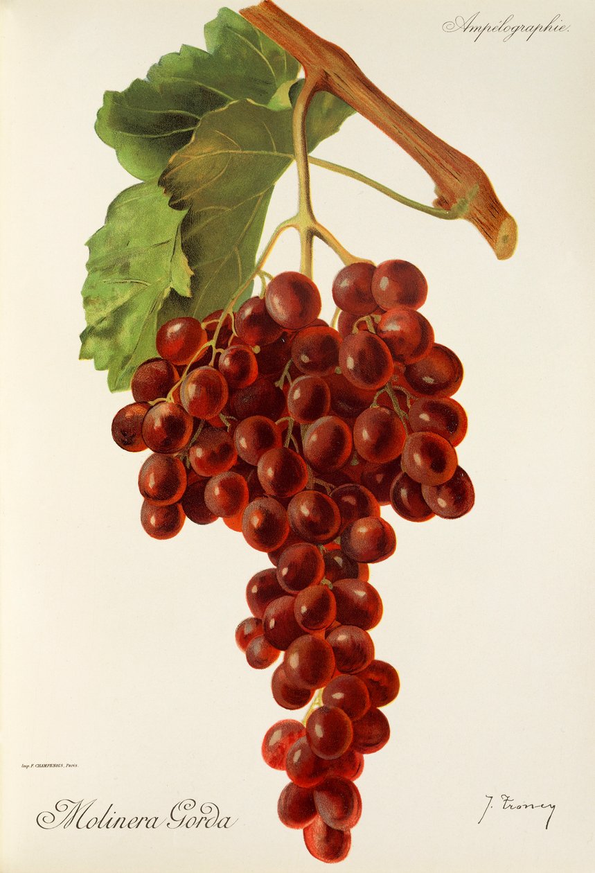 Molinera Gorda druva av J. Troncy av Jules Troncy