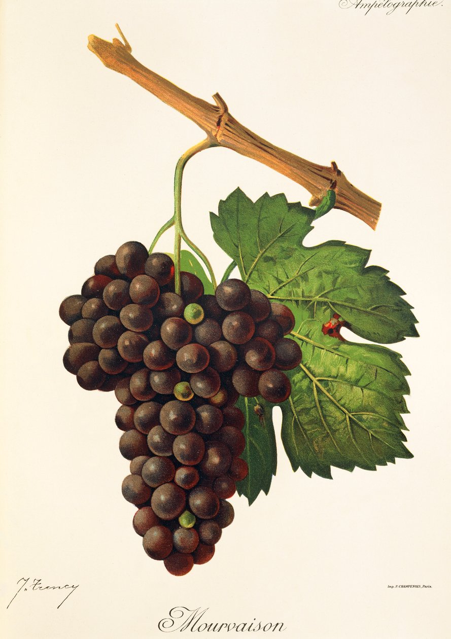 Mourvaison druva av J. Troncy av Jules Troncy