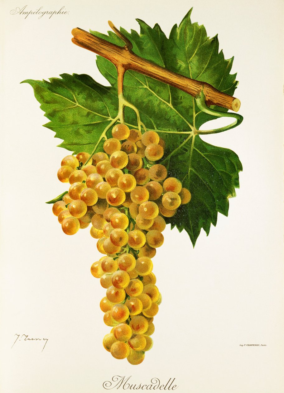 Muscadelle druva av J. Troncy av Jules Troncy