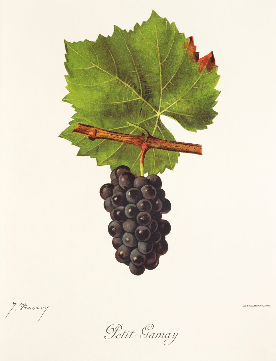 Petit Gamay druva av J. Troncy av Jules Troncy