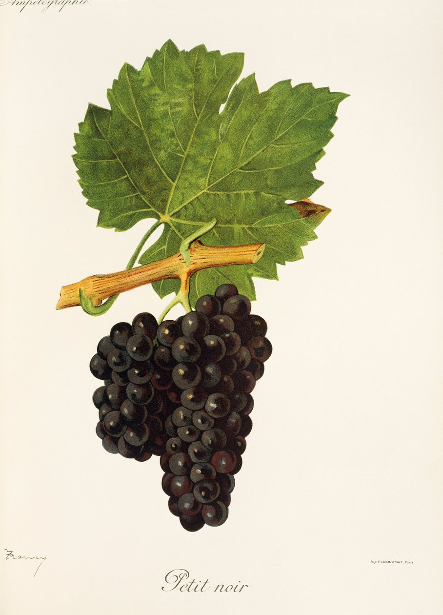 Petit Noir druva av J. Troncy av Jules Troncy