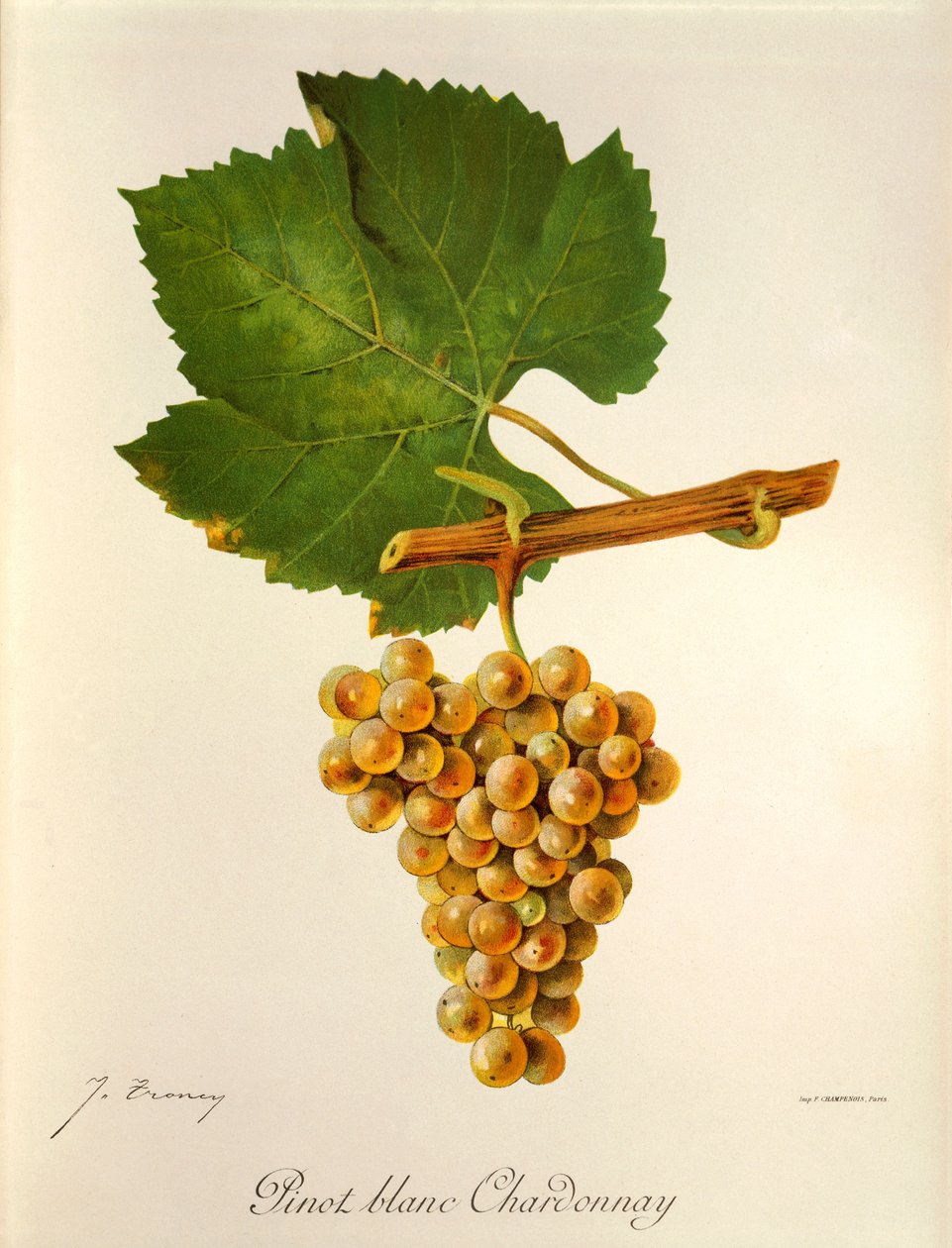 Pinot Blanc Chardonnay druva av J. Troncy av Jules Troncy