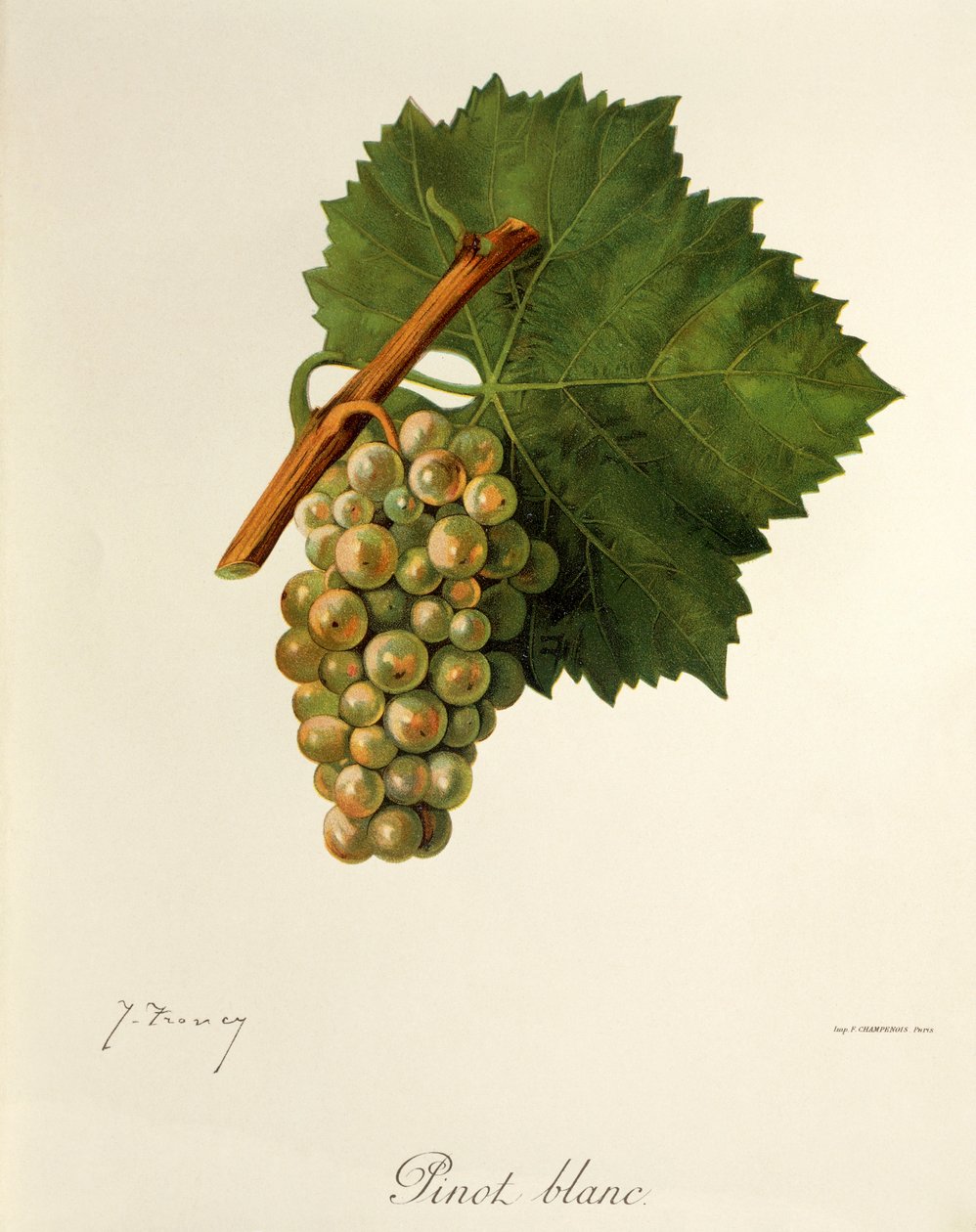 Pinot Blanc druva av J. Troncy av Jules Troncy