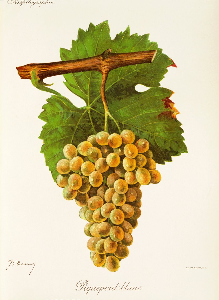 Piquepoul Blanc druva av J. Troncy av Jules Troncy