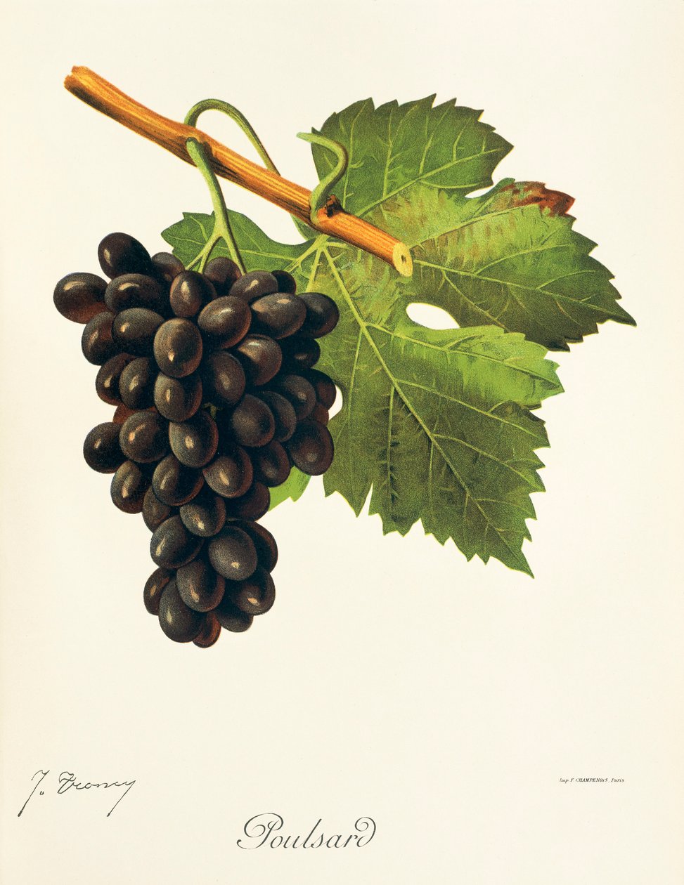Poulsarddruva av J. Troncy av Jules Troncy