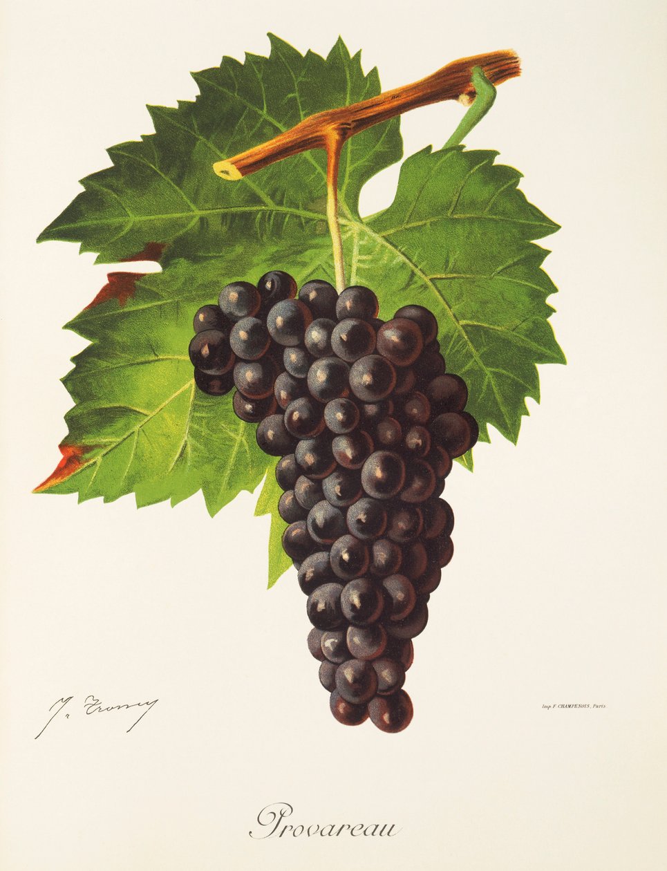 Provareau druva av J. Troncy av Jules Troncy