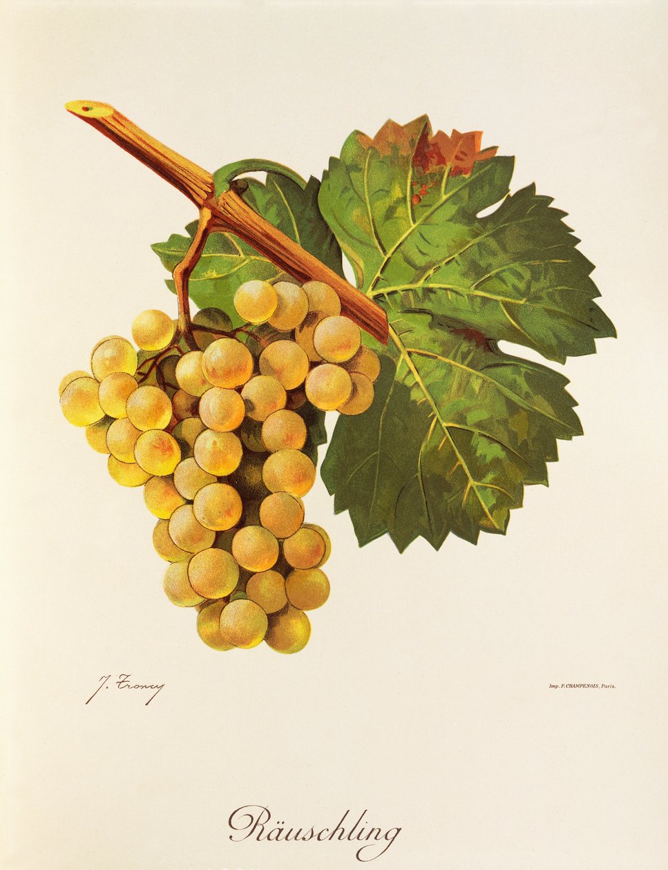 Rauschling druva av J. Trncy av Jules Troncy