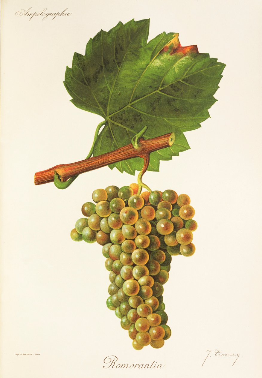 Romorantin druva av J. Troncy av Jules Troncy