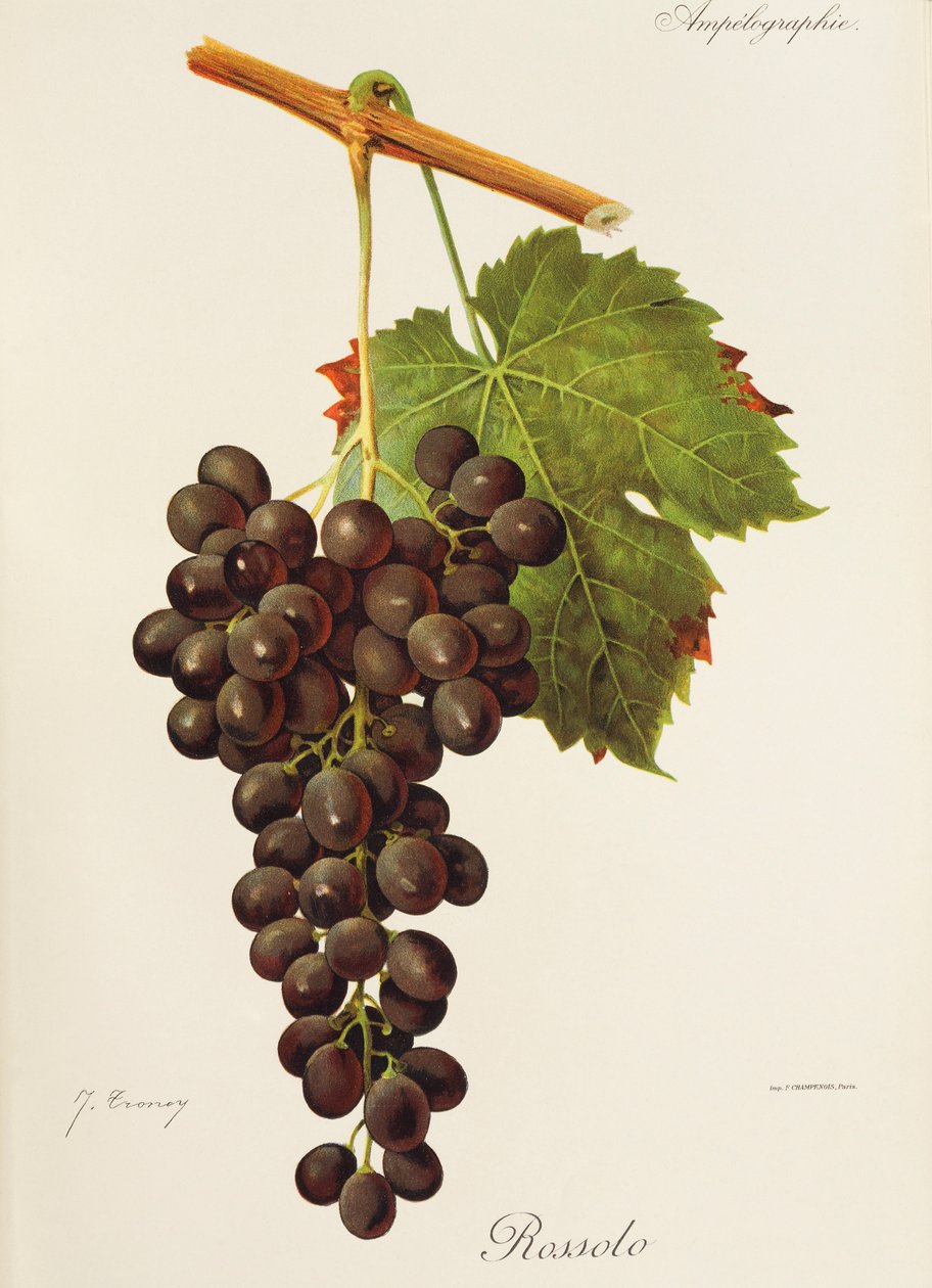 Rossolo druva av J. Troncy av Jules Troncy
