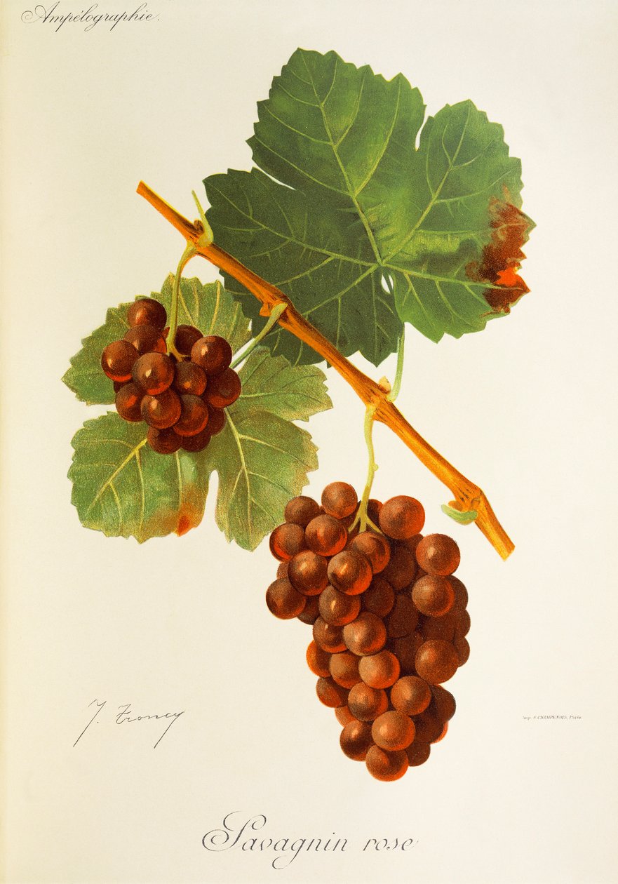 Savagnin Rose druva av J. Troncy av Jules Troncy