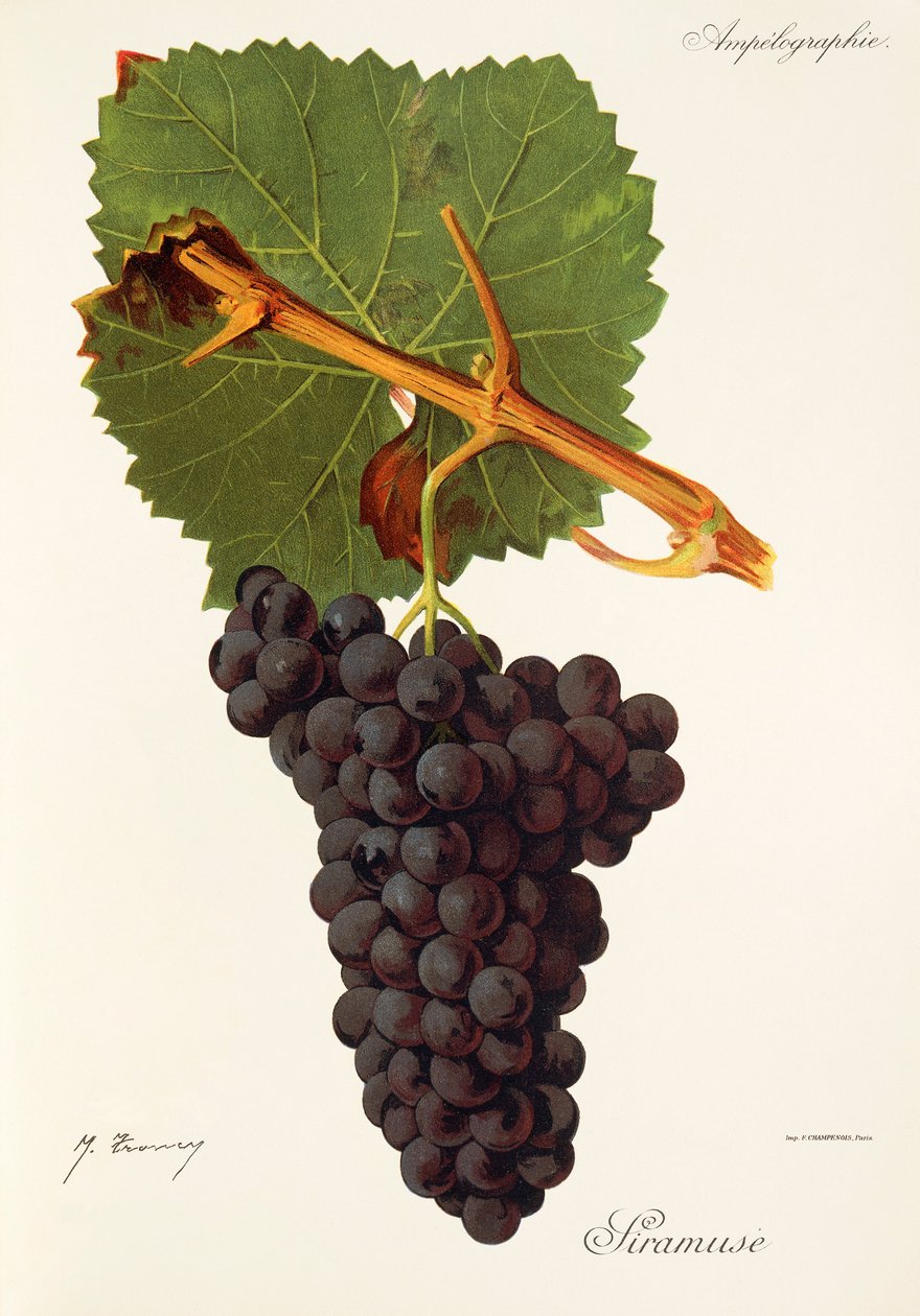 Siramuse Grape av J. Troncy av Jules Troncy