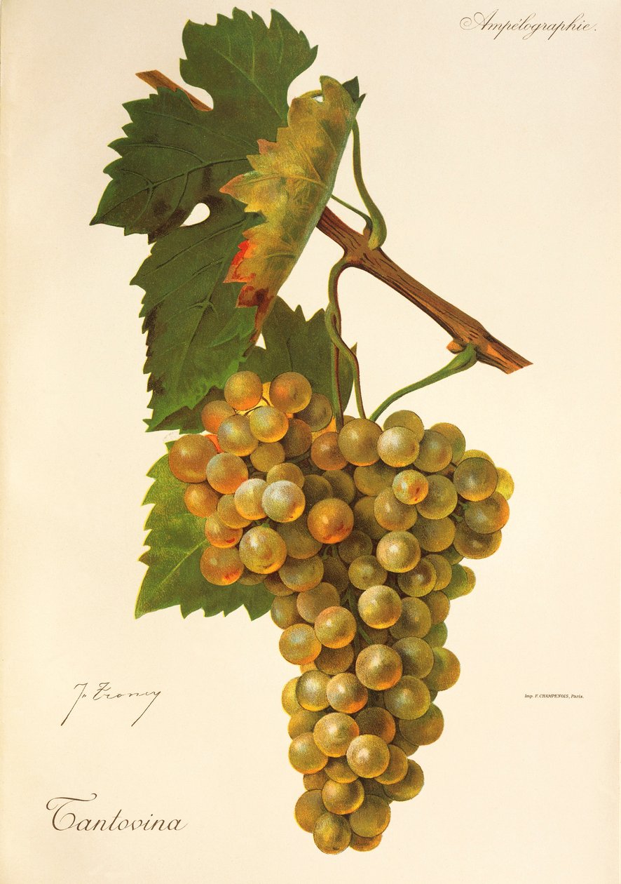 Tantovina druva av J. Troncy av Jules Troncy