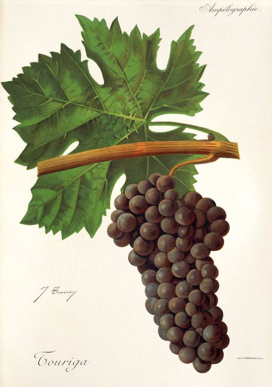 Touriga druva av J. Troncy av Jules Troncy
