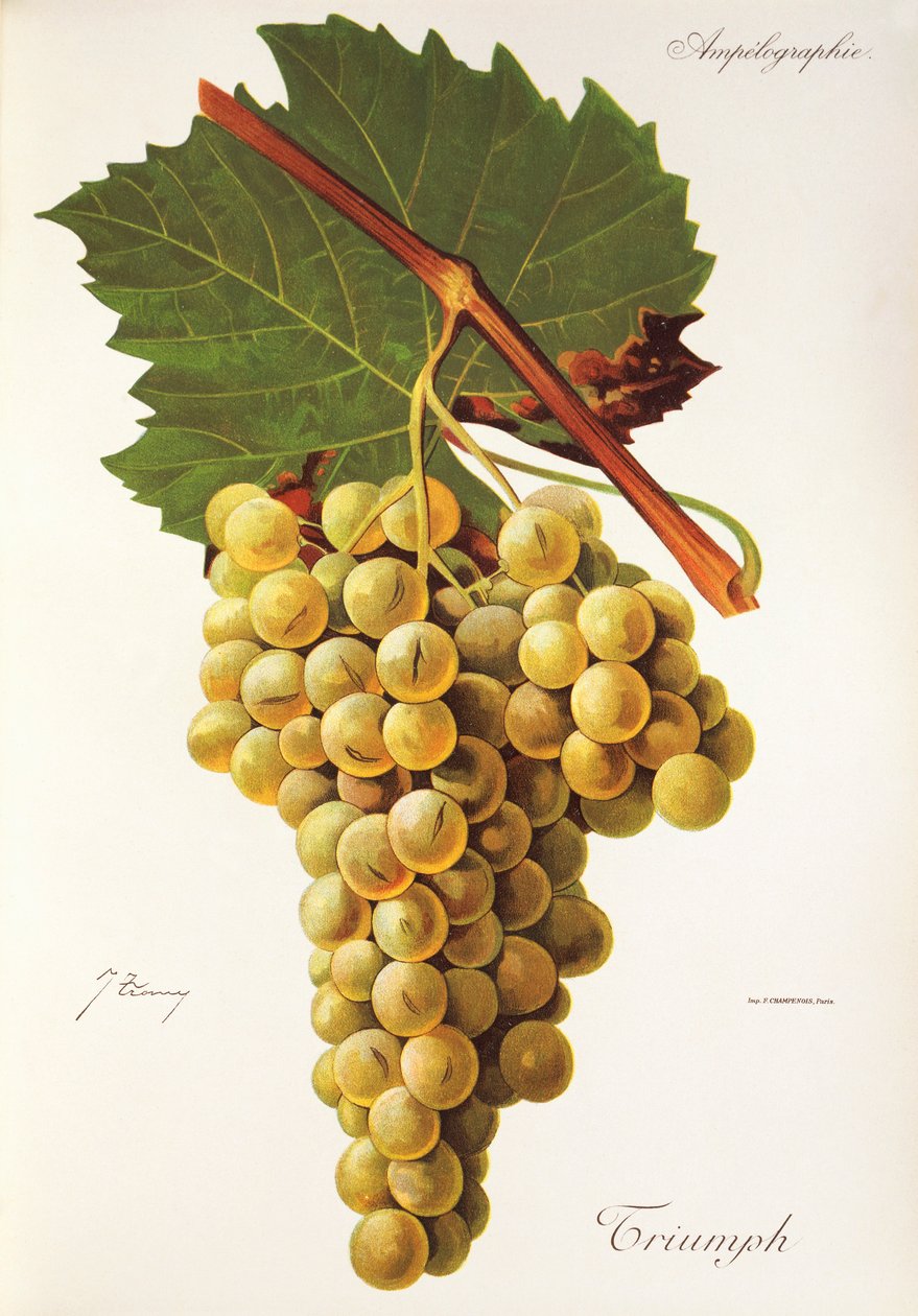 Triumph druva av J. Troncy av Jules Troncy