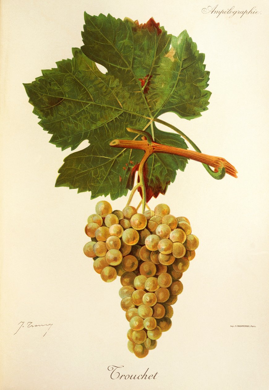 Trouchet druva av J. Trancy av Jules Troncy
