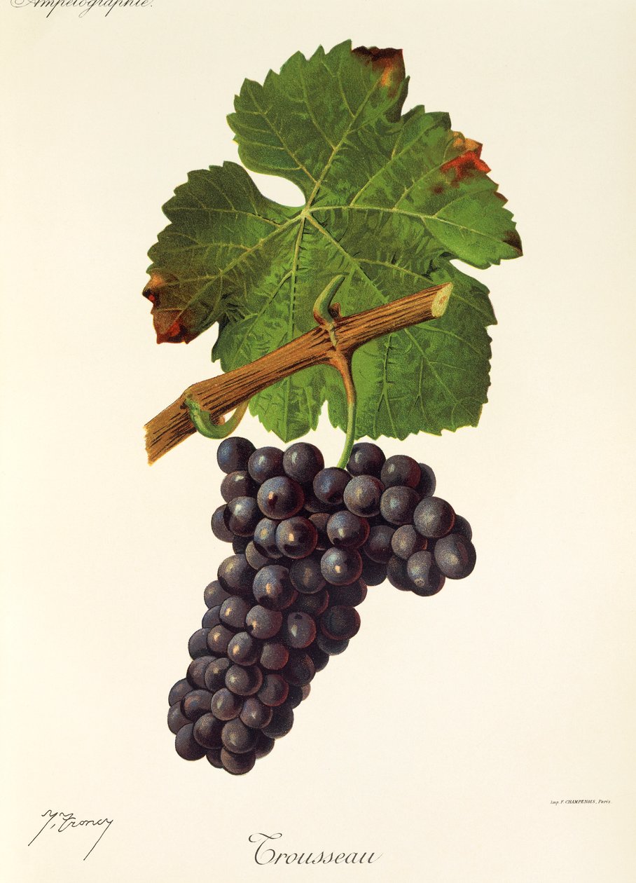 Trousseau druva av J. Troncy av Jules Troncy