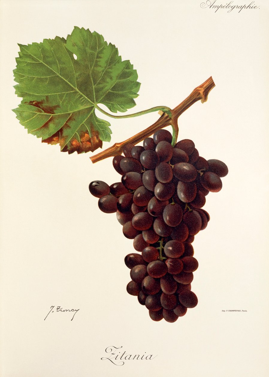 Zitania druva av J. Troncy av Jules Troncy