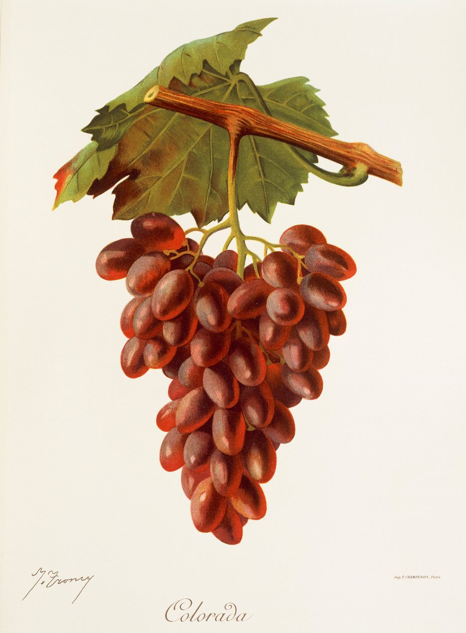 colourada druva av J. Trncy av Jules Troncy