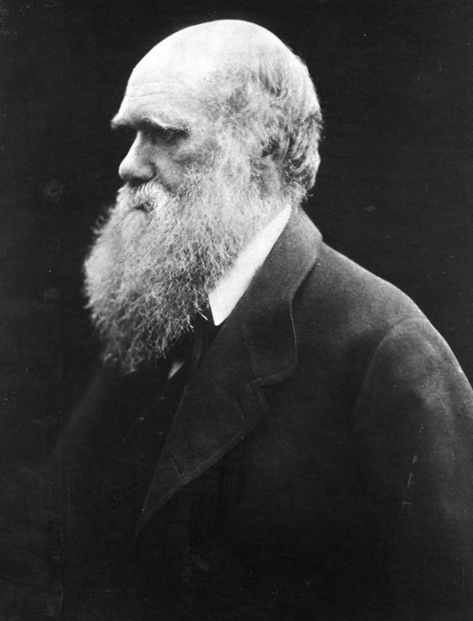 Charles Darwin, ca 1870 av Julia Margaret Cameron