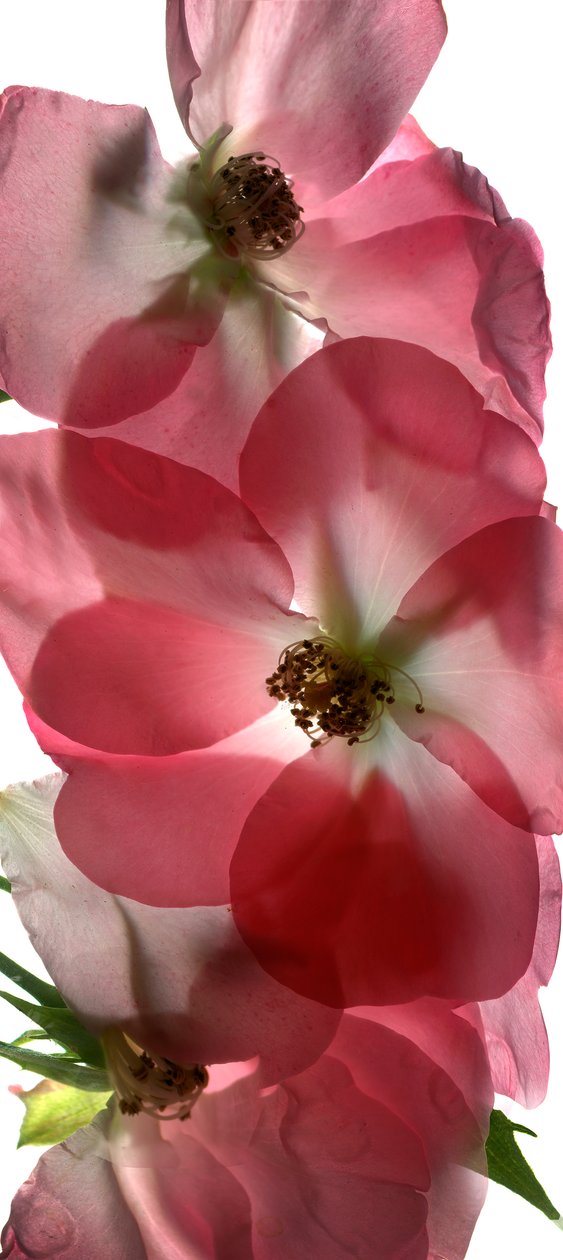 Alice Rose Trio, 2014, (digitalt fotogram, digitalt originaltryck) av Julia McLemore