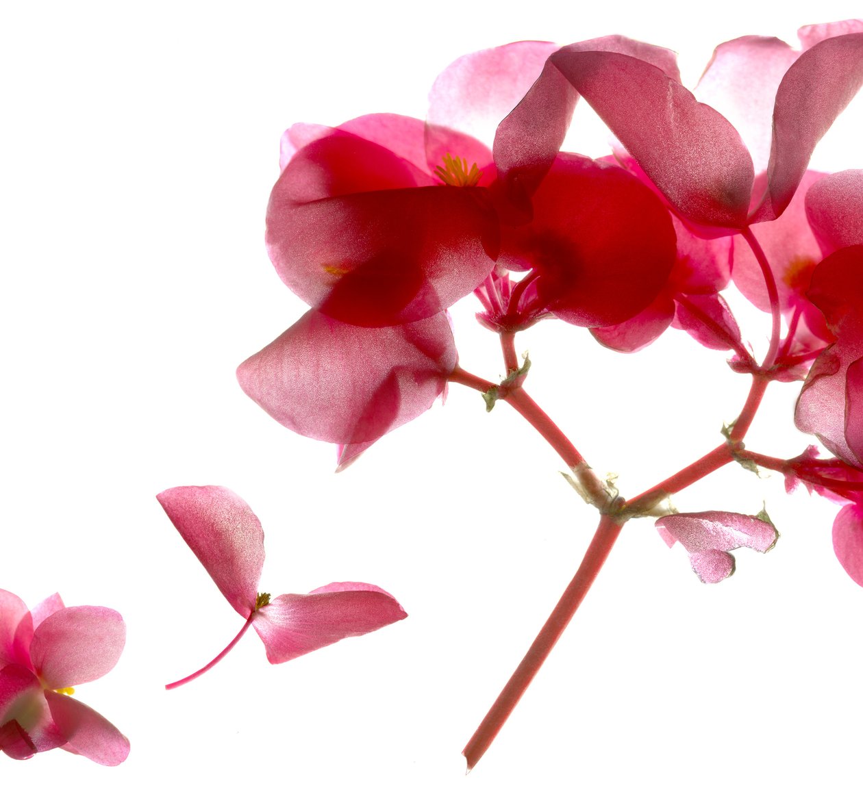 Begonia Pink VII (digitalt fotogram, digitalt originaltryck) av Julia McLemore