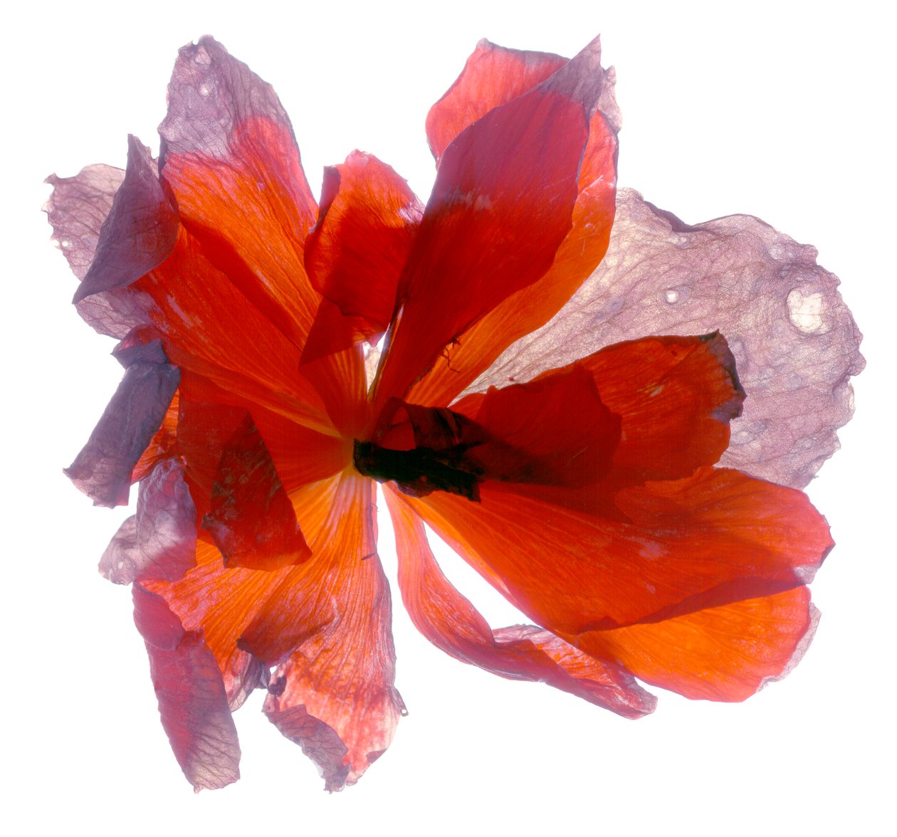 Begonia Round (digitalt fotogram, digitalt originaltryck) av Julia McLemore