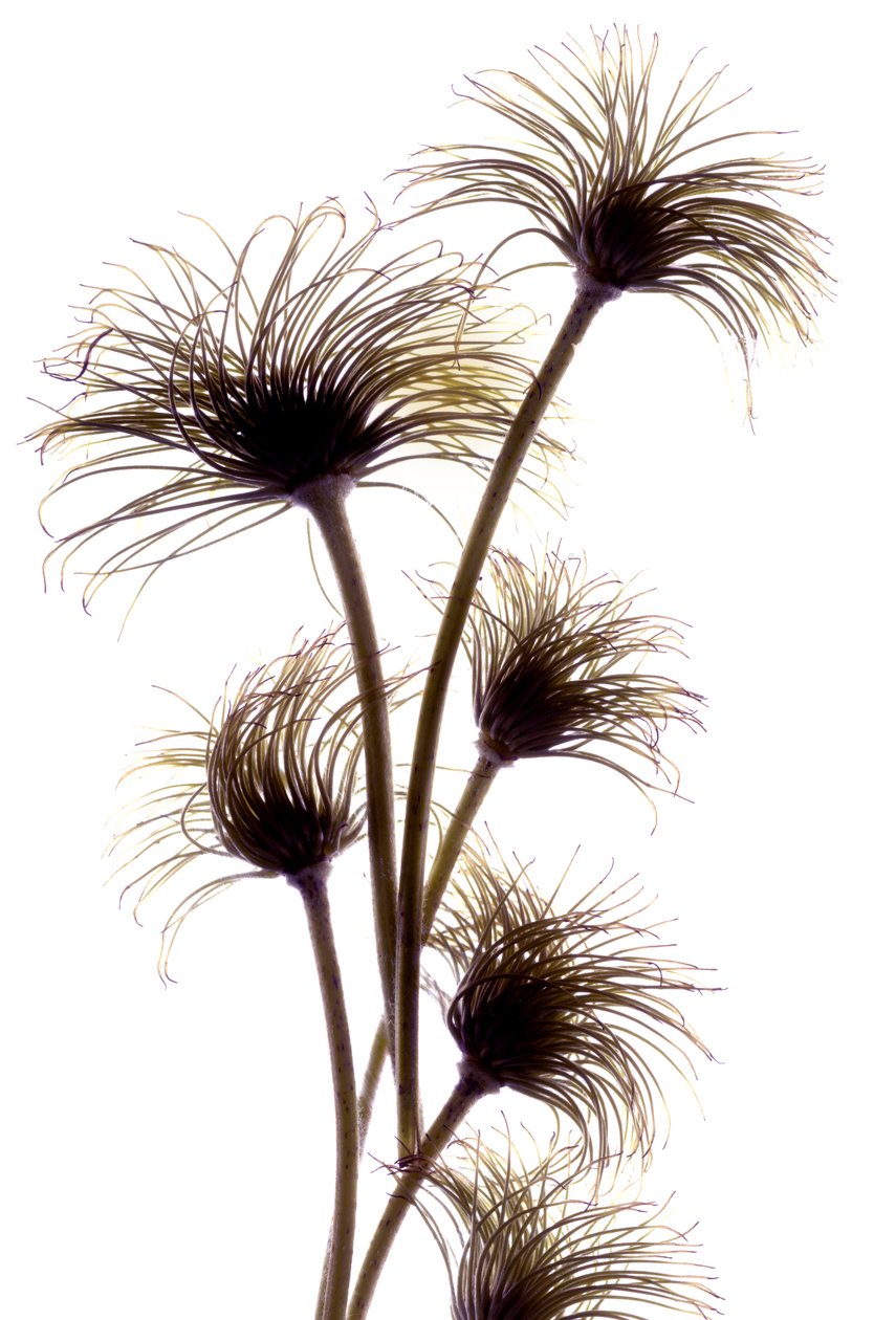 Clematis knoppar, 2010, (digitalt fotogram, digitalt originaltryck) av Julia McLemore