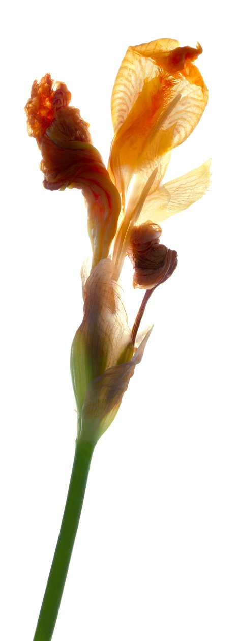 Iris Yellow, 2011, (digitalt fotogram, digitalt originaltryck) av Julia McLemore