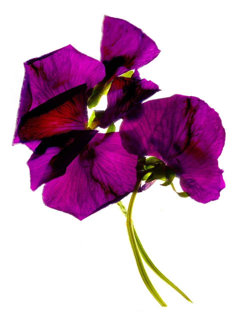 Pansies III (digitalt fotogram, digitalt originaltryck) av Julia McLemore