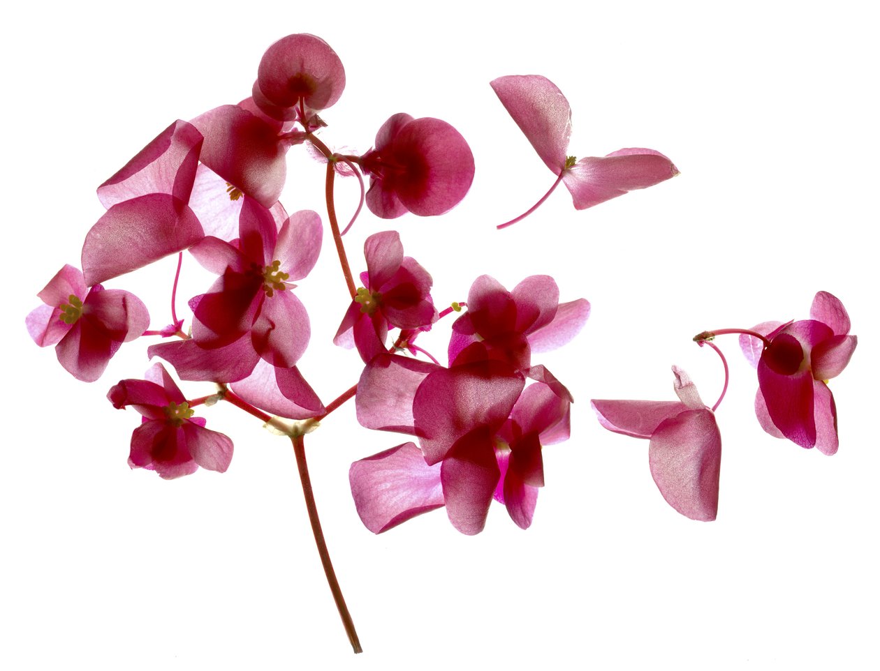 Pink Begonia I (digitalt fotogram, digitalt originaltryck) av Julia McLemore
