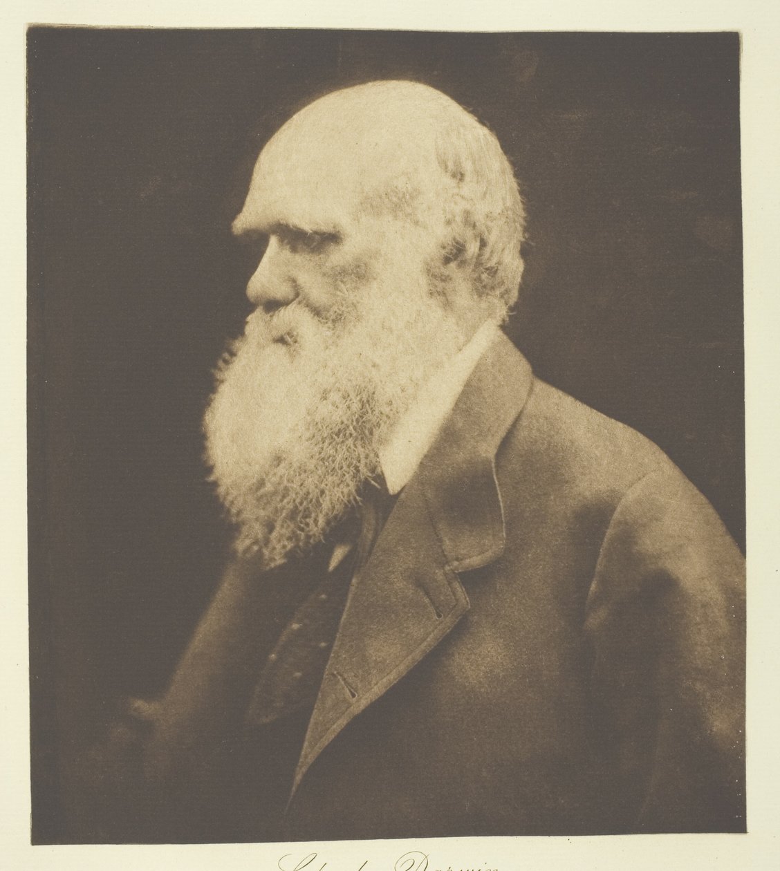 Charles Darwin av Julia Margaret Cameron