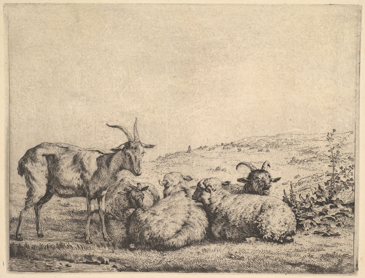 Två getter och tre får, 1655. av Karel Du Jardin
