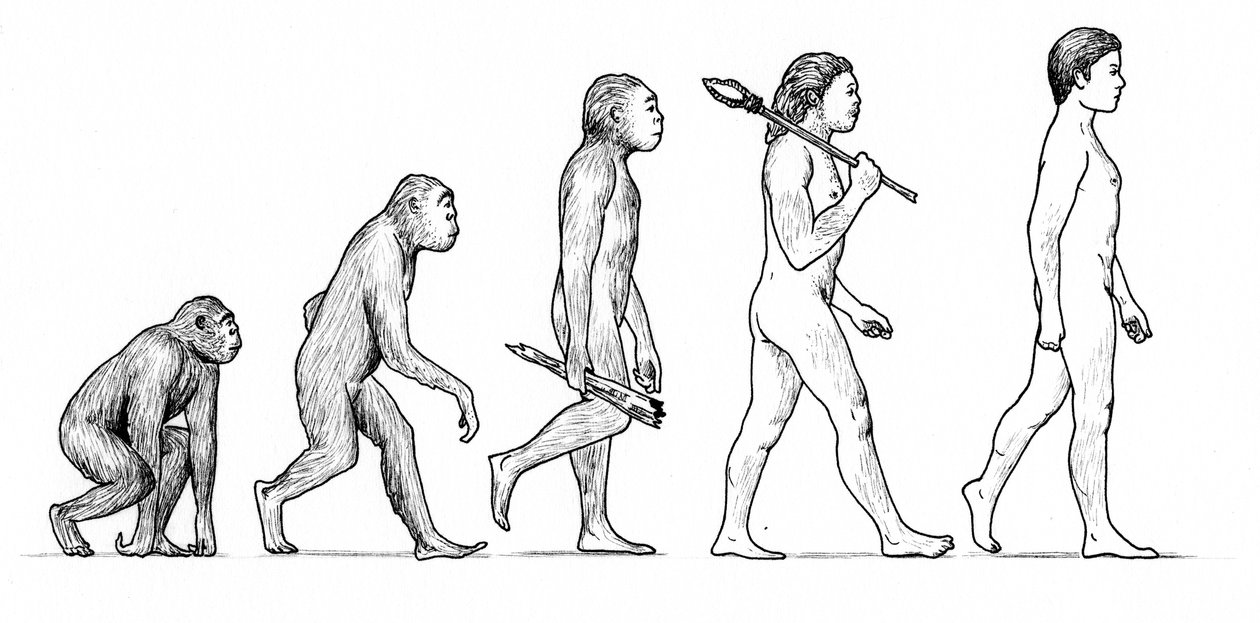 Människans evolution av Karen Humpage
