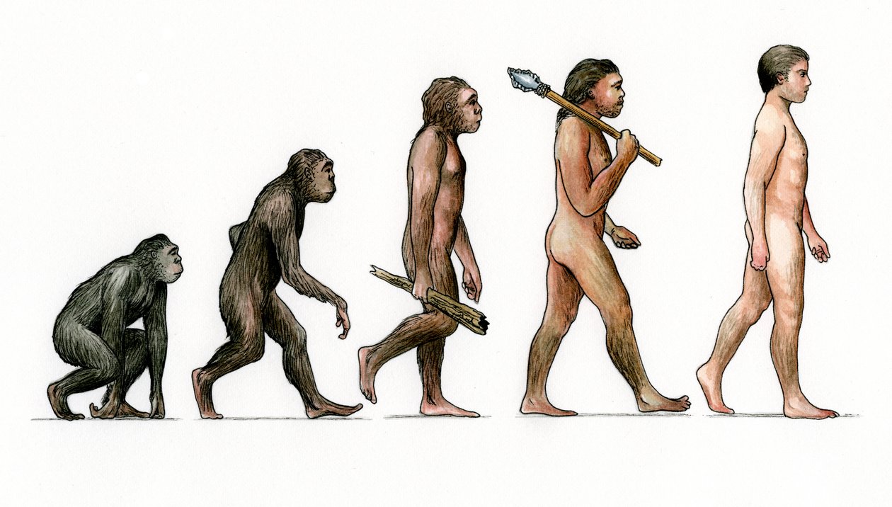Människans evolution av Karen Humpage