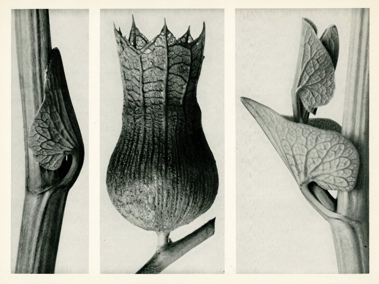 Aristolochia Clematitis. 1929 (fotogravyr) av Karl Blossfeldt