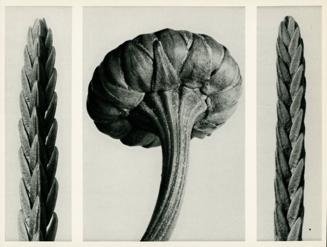 Cassiope Tetragon. 1929 (fotogravyr) av Karl Blossfeldt