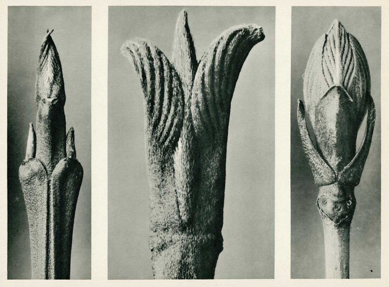 Cornus Brachypoda. 1929 (fotogravyr) av Karl Blossfeldt